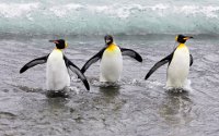 57 - PENGUIN OUT OF WATER - KWAN PHILLIP - canada